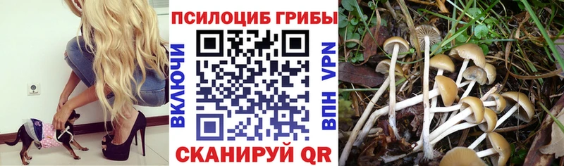 Галлюциногенные грибы Psilocybe  Моздок 